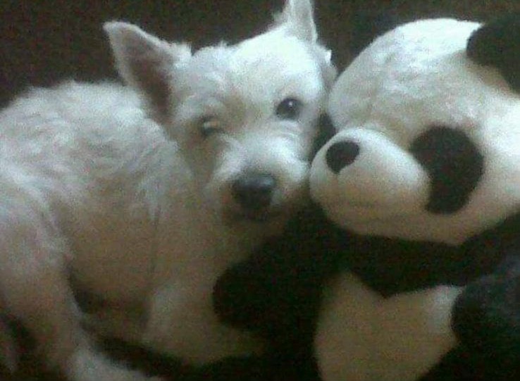 Pucca quijano