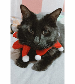 Negrito ventura