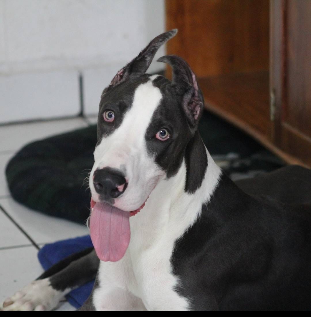 Aquiles montes