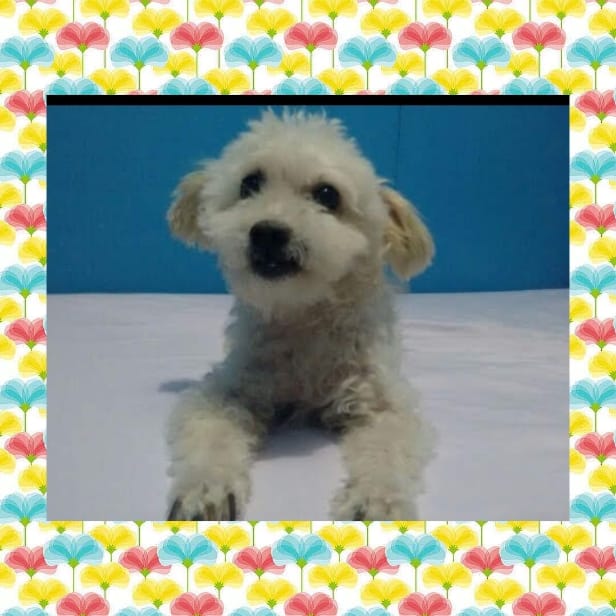 Peluche castro