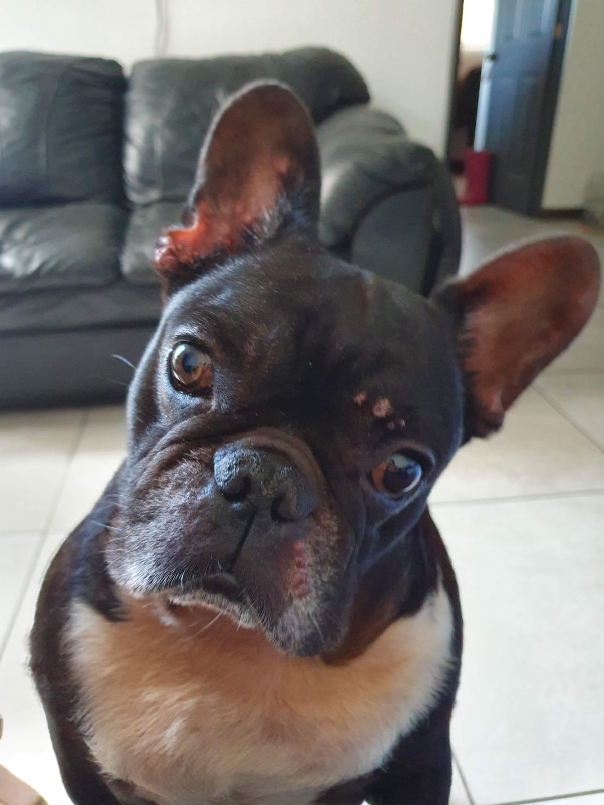 Monchito valle
