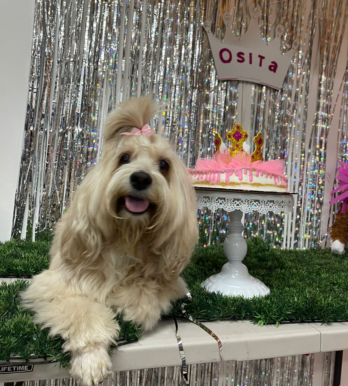 Osita martinez