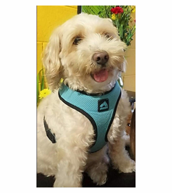Snoopy ch%c3%a1vez