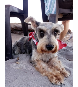 Piccola santos