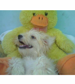Princesa flores salguero
