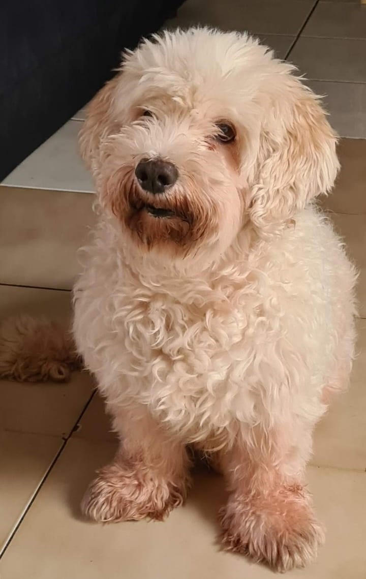 Dogui menj%c3%advar