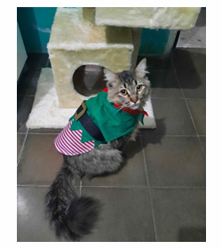 Loky catragena