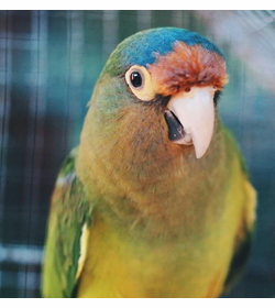 Pirueta