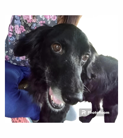 Blacky dubon