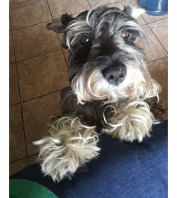 Rocko arguello