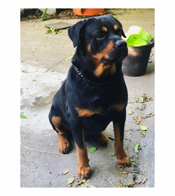 Zeus quijano