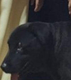 Doggi escoto