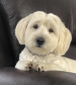 Rocco cicchelli