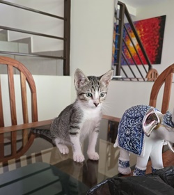 Pancho lazo