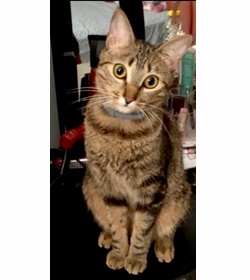 Miau ram%c3%adrez