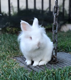 Oscar miguel