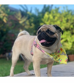 Peppa vasquez