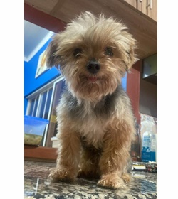 Hachi abarca
