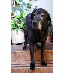 Rocco parada