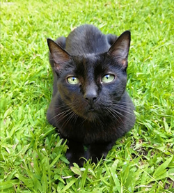 Negro wiedmaier anaya