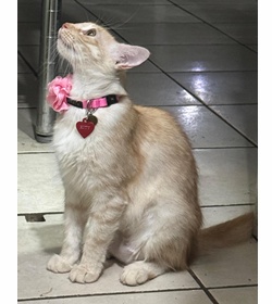 Kitty gallardo