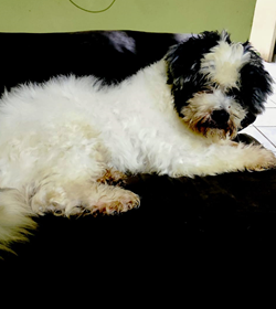 Peluche gonz%c3%a1lez