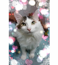 Gizmo   alas campos