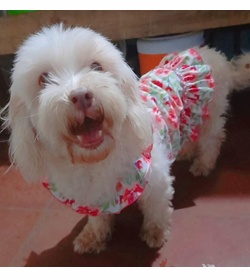 Peluza hernandez