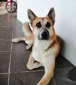 Rocco angulo