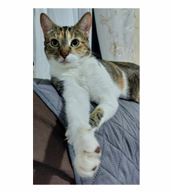 Luna ur%c3%adas