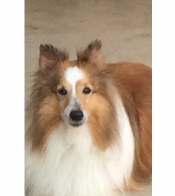 Messi westerhausen