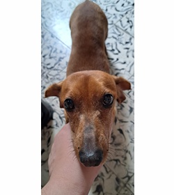Canela cienfuegos