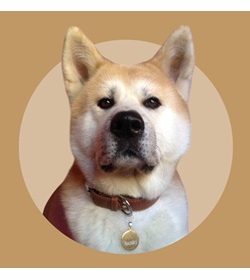 Hachiko ayumu go diasu