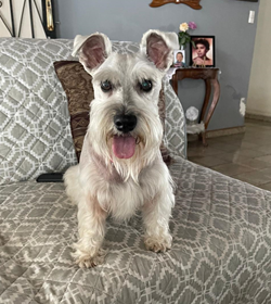 Bella cosita frazier