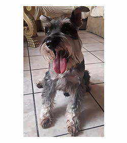 Totto gonzalez
