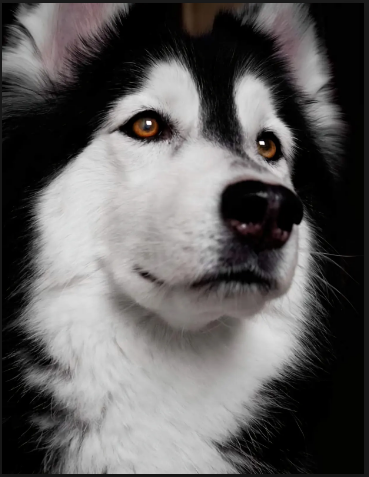 Canelo