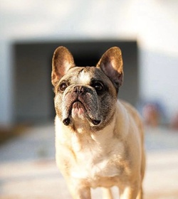 Rocco esquivel