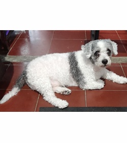 Pongo sandoval
