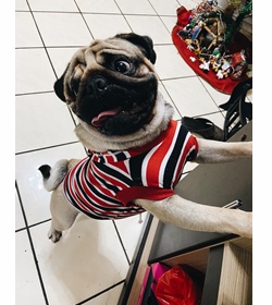Pumba