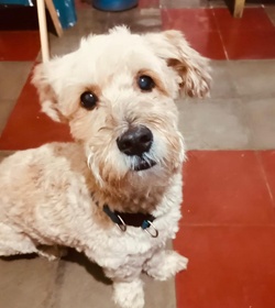 Toto bonilla