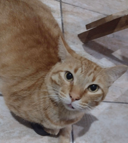 Tommy ch%c3%a1vez alias meh