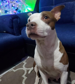 Dara pineda mendez