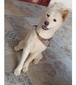 Luna lovos