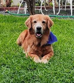 Rocco guidos