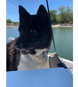 Hachi zamora