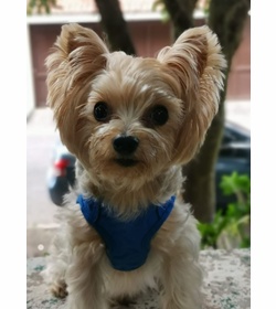 Chester morales espinoza