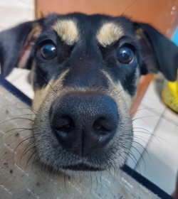 Cocoa terezon