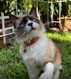 Bonnie romero