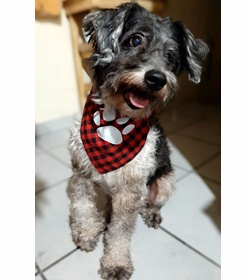 Paco ramirez