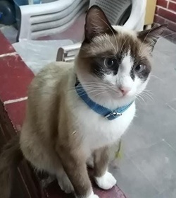 Pakkun cruz
